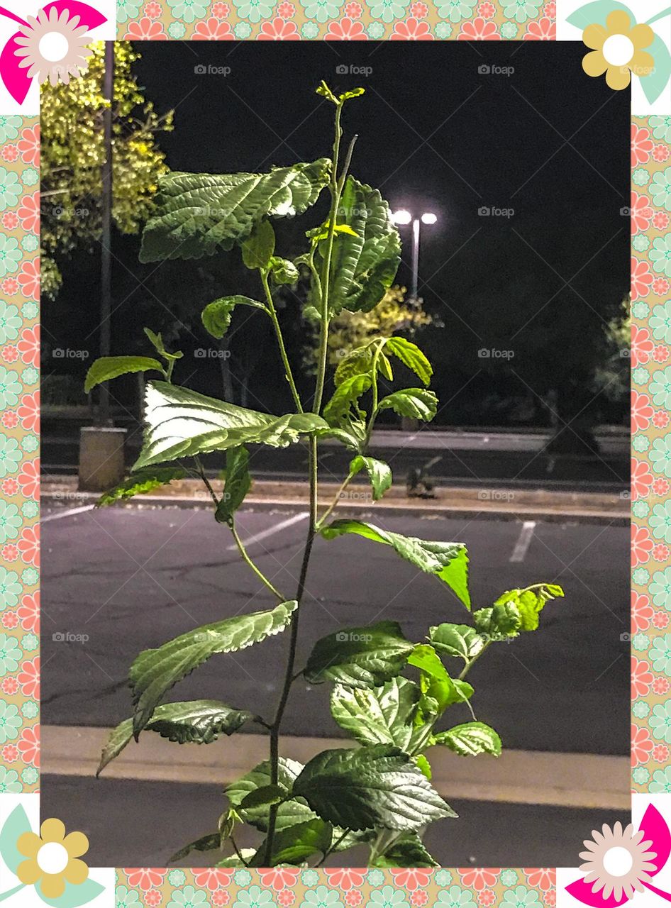A nighttime portrait of a green plant. It is an unique sight to admire, respect and appreciate.