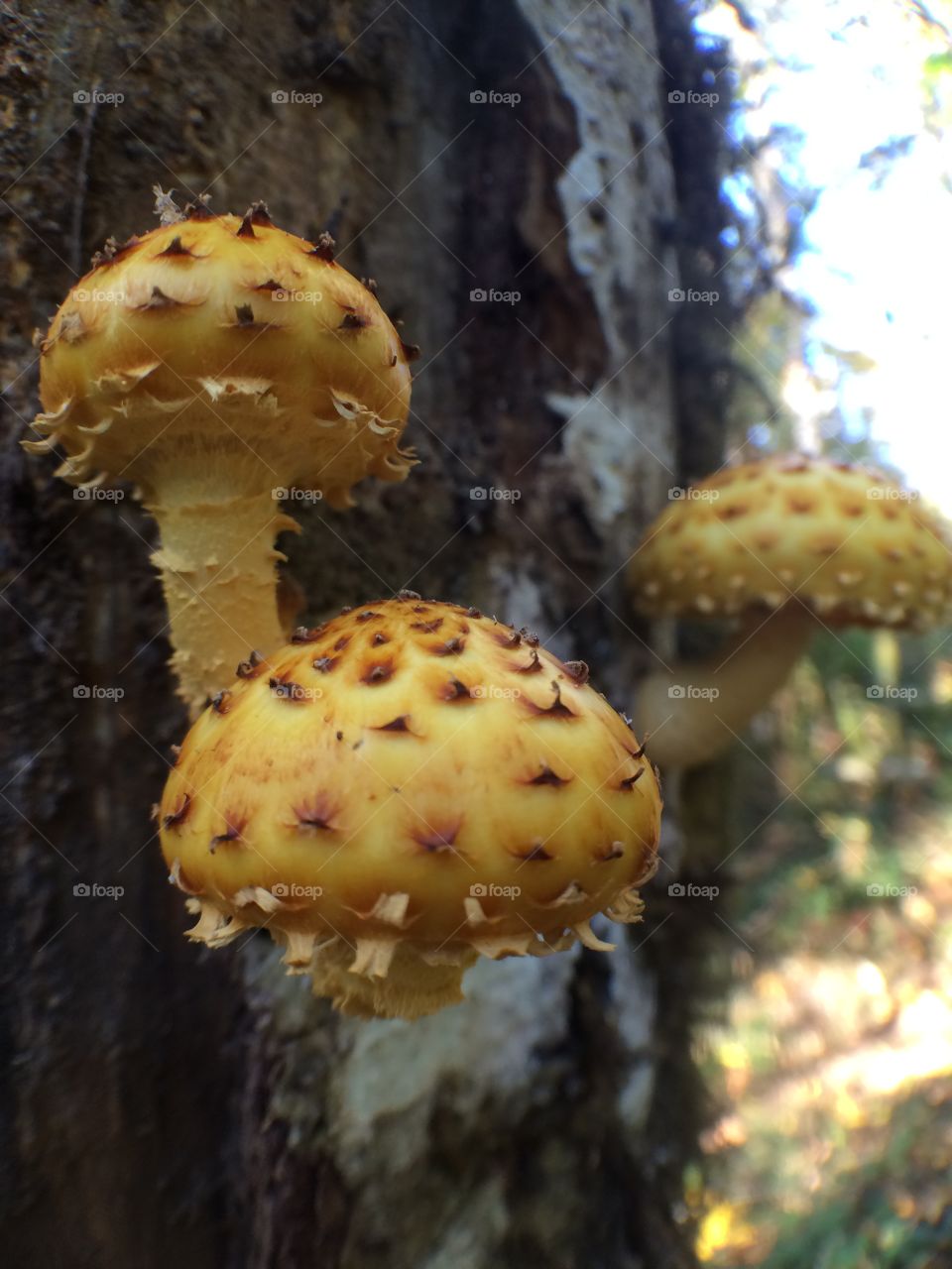 Scaly pholiota mushrooms. 