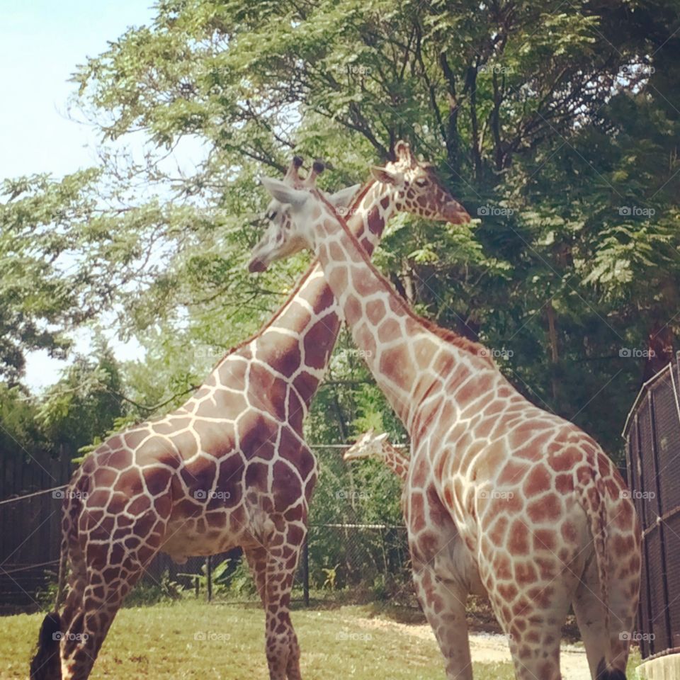 Giraffe love!. Baltimore Zoo