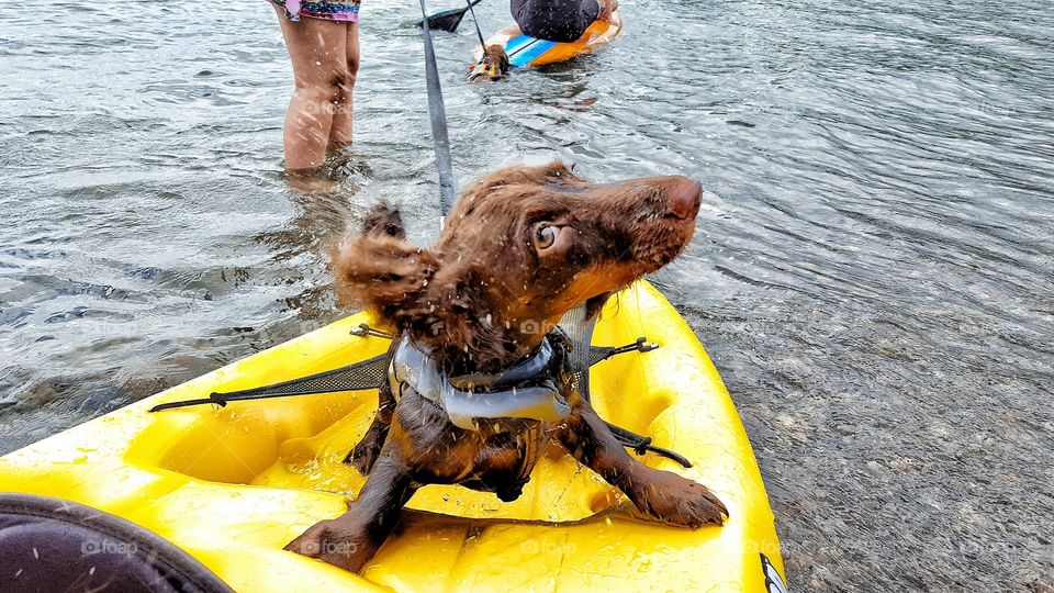 doggie loves to kayak