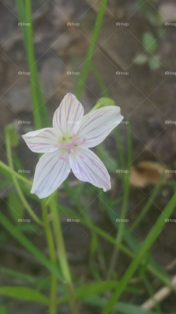 white ,purple,and pink,flower