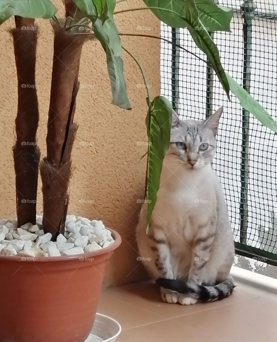 gato observándo