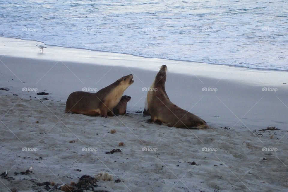 Yelling sea lions