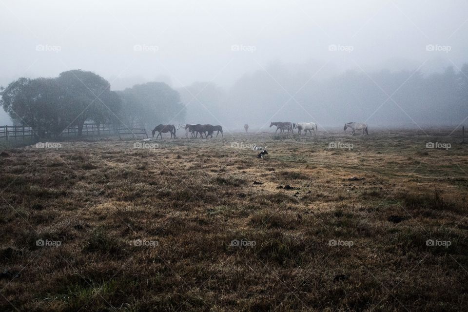 Horses grazing on field during foggy weather