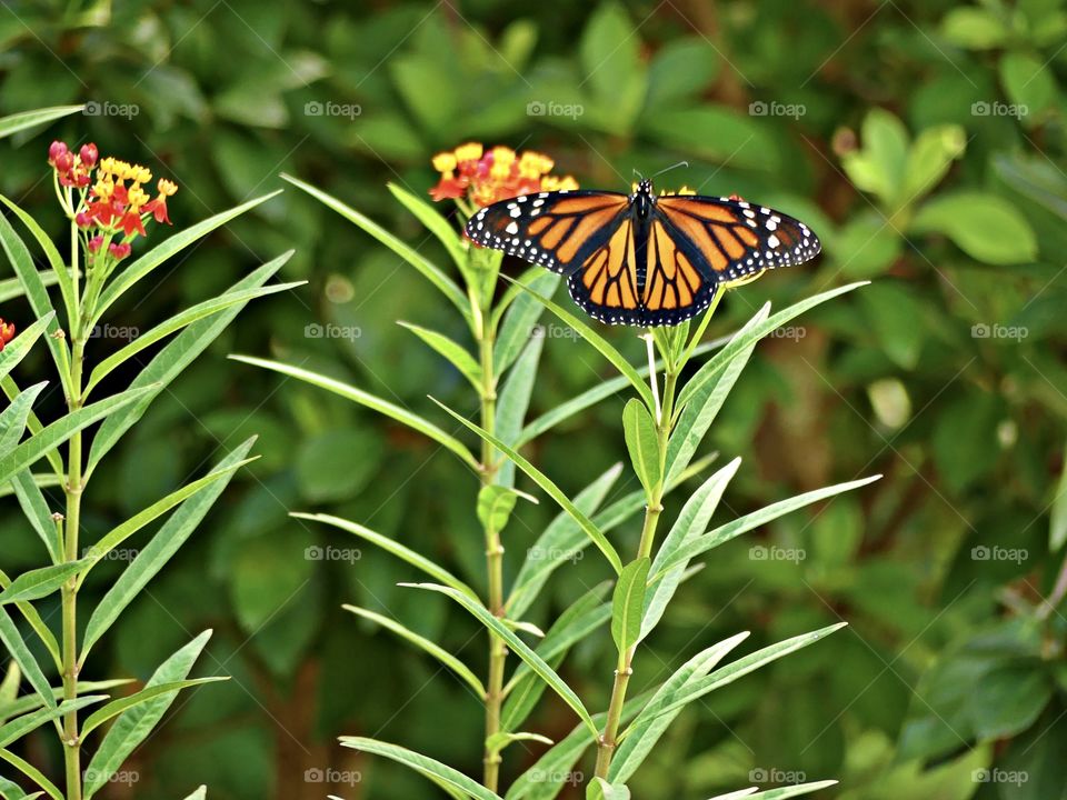 A Monarch Butterfly feeding on a milkweed plant in my butterfly garden. This is their favorite plant