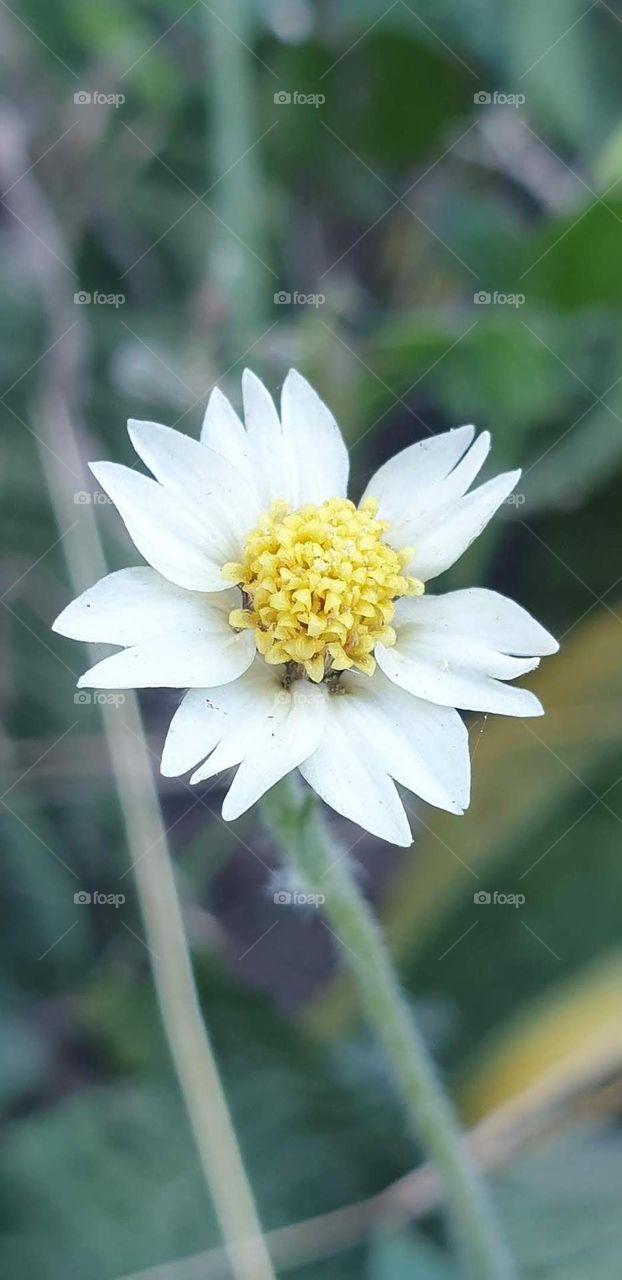 beautiful wild white flower, soft and delicate