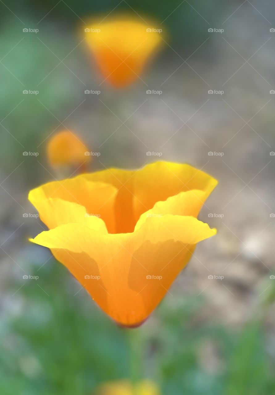 California poppy