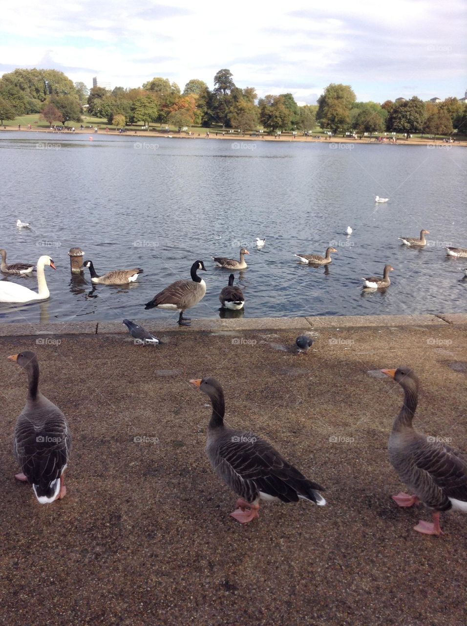 Swans, doves and ducks at Hyde park in London 