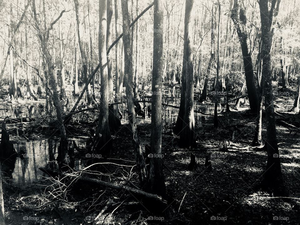 Cypress swamp South Georgia 