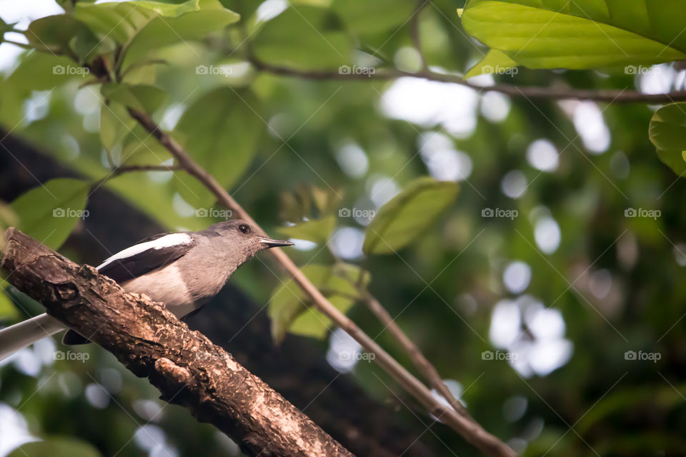 Magpie bird perching on branch