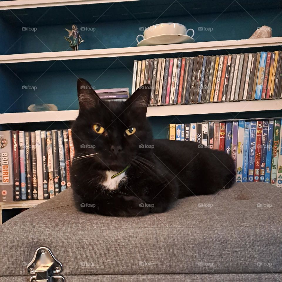 black cat laying on a stool in front of a box case with ornaments and cds and dvds