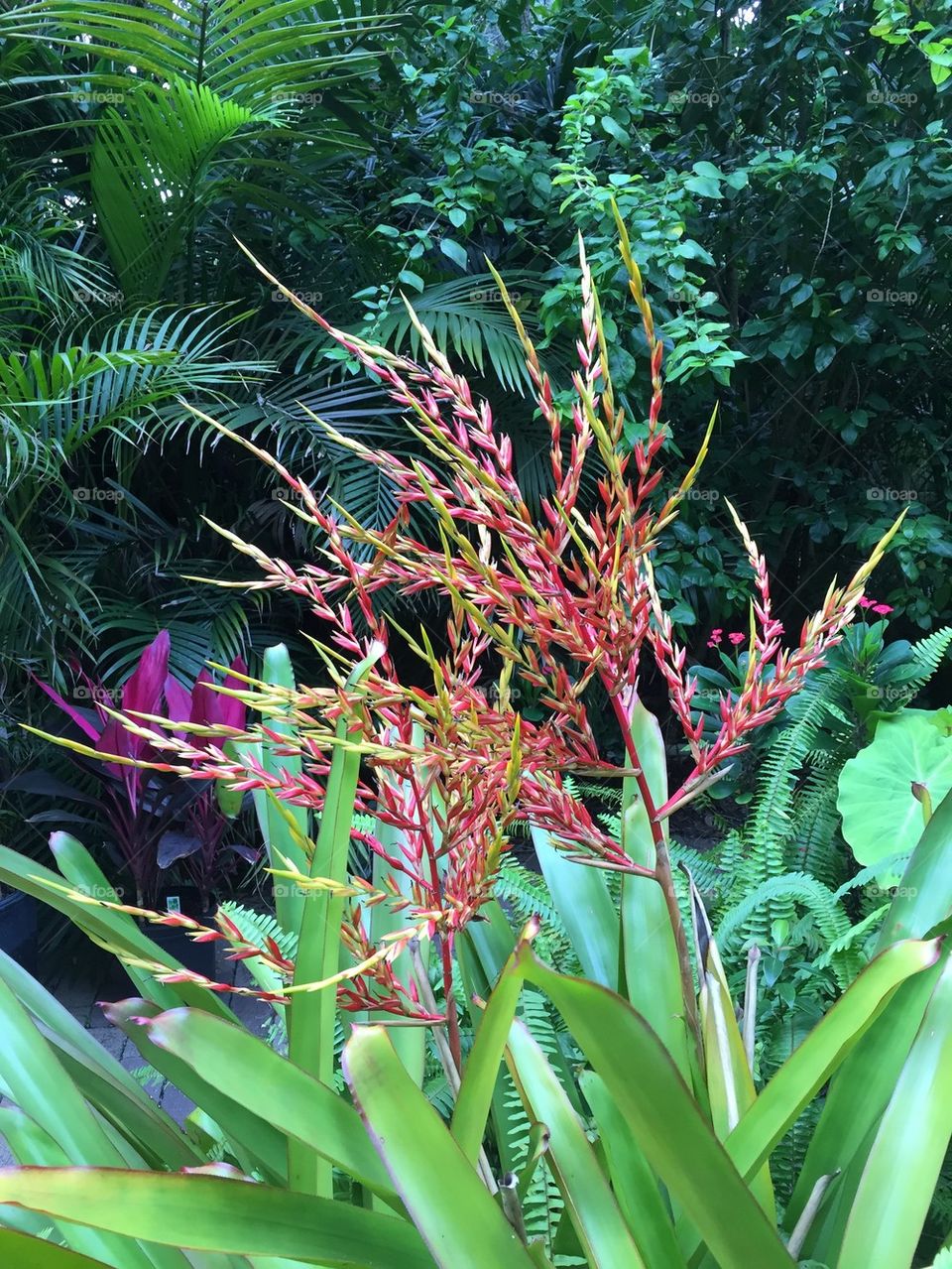 Tropical plants