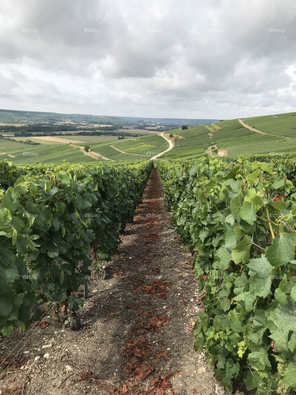 Champagne vineyard 