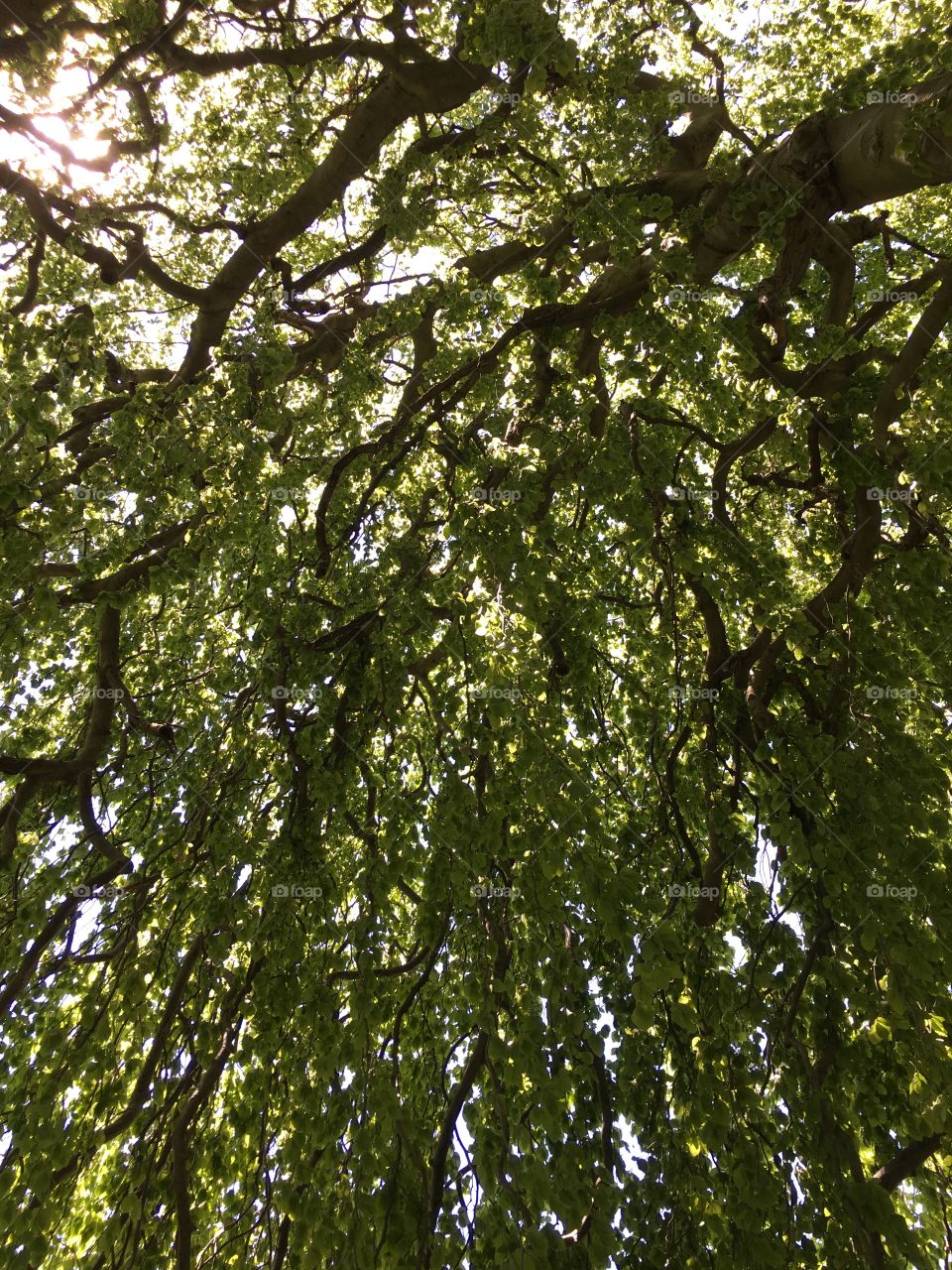 Majestic European Weeping Beech