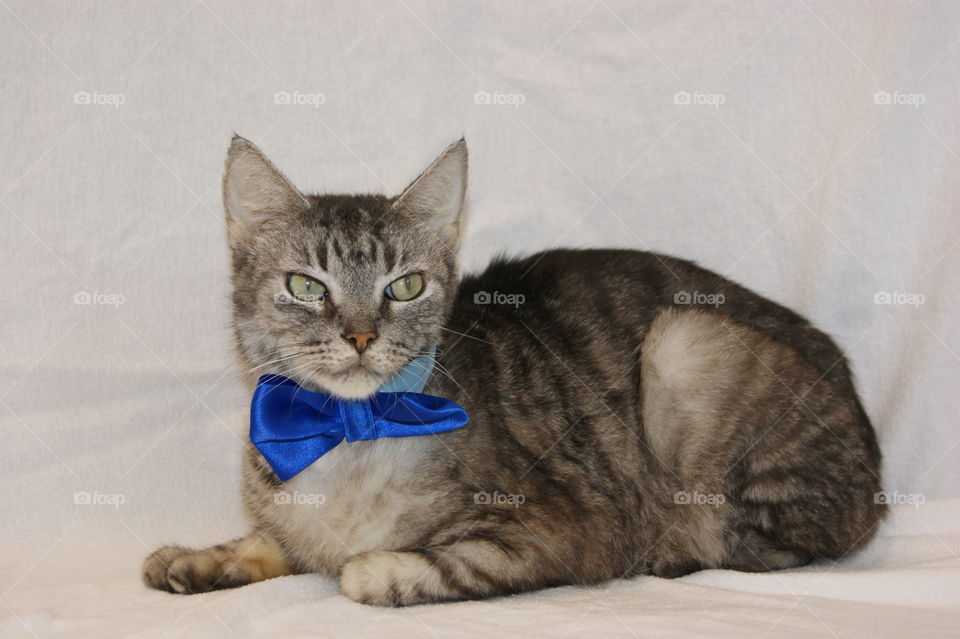 Taking pictures of cats for a shelter! They are not always fans of their outfits 