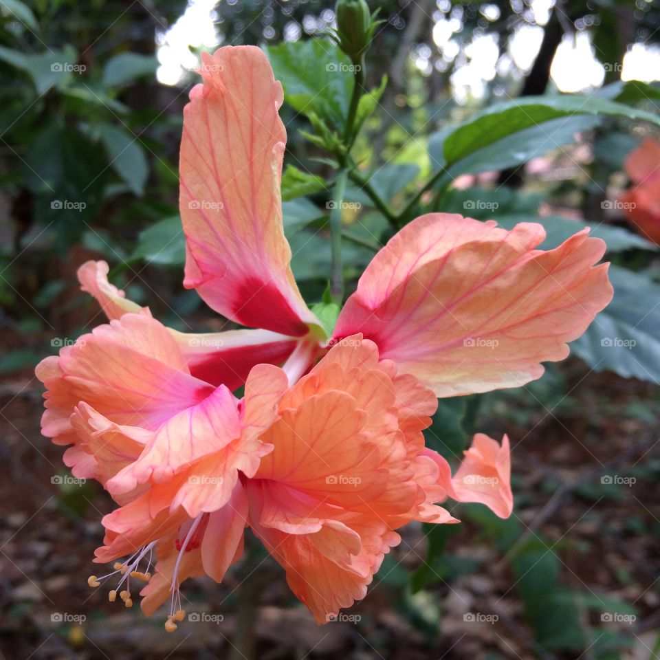 Flower Hibiscus. 