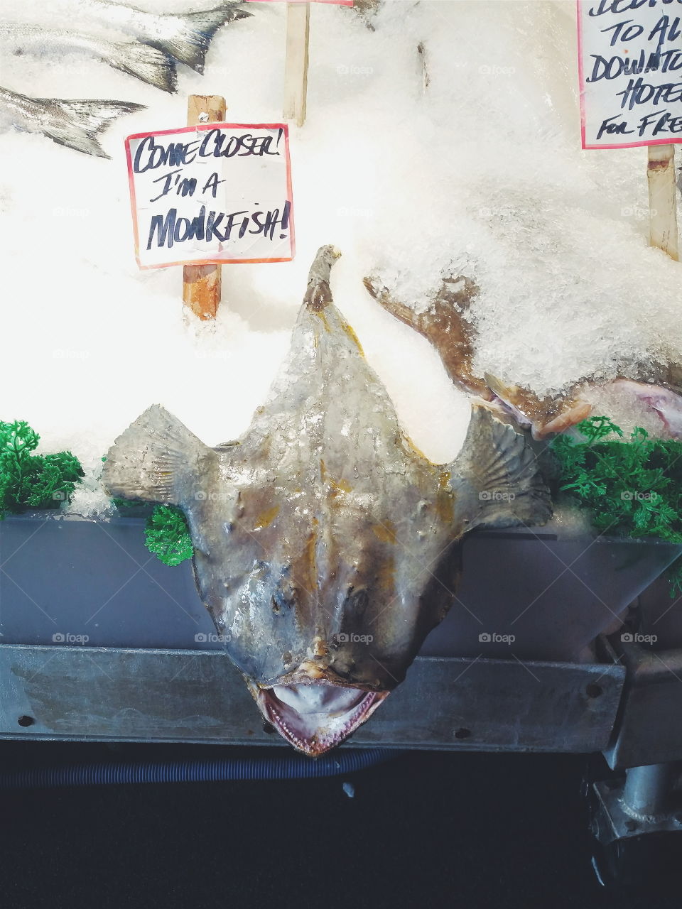 Monk Fish