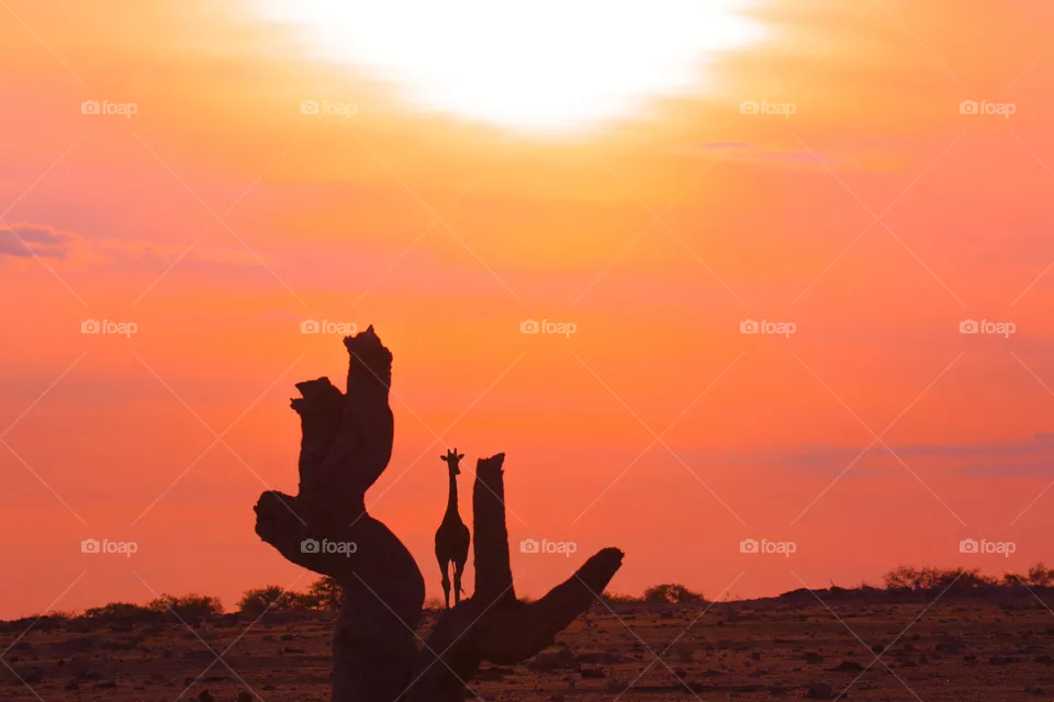 giraffe