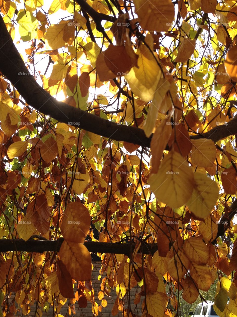 Golden leaves. It's fall in Michigan