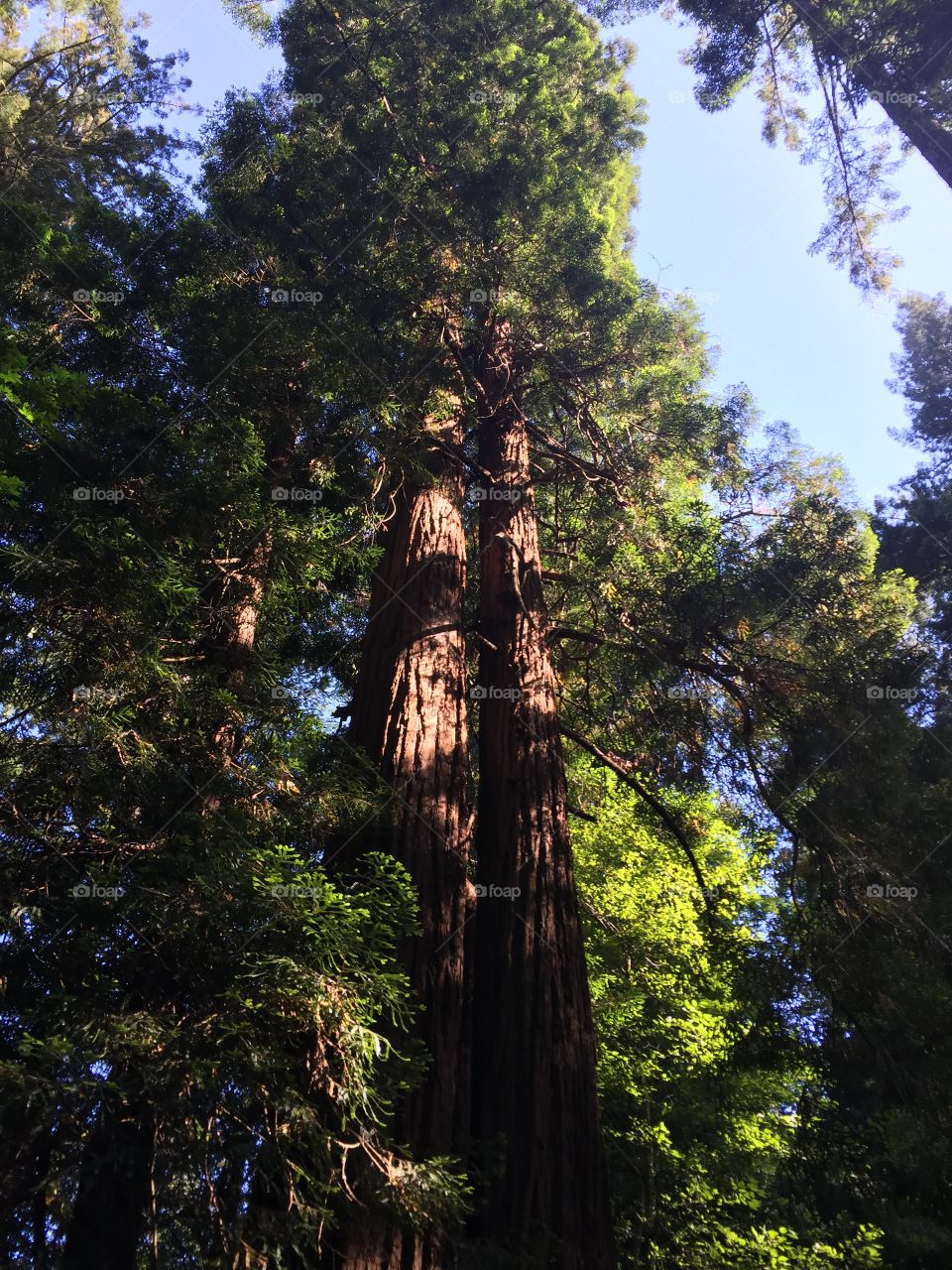 Red wood tree at Muir Woods Park