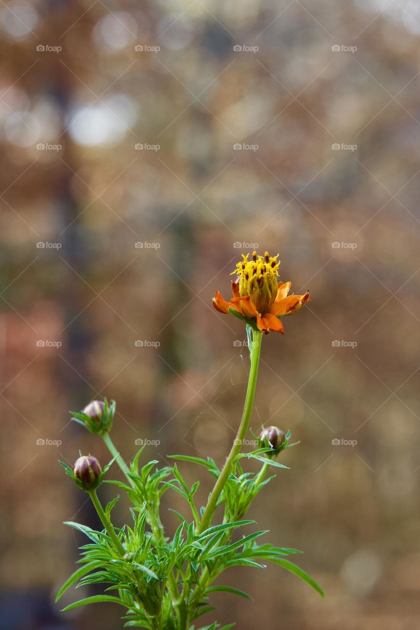 Fading orange cosmos against an autumn colored bokeh background 