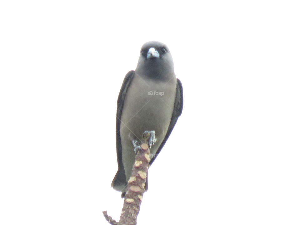 Ashy wood swallow or swallow-shrink,