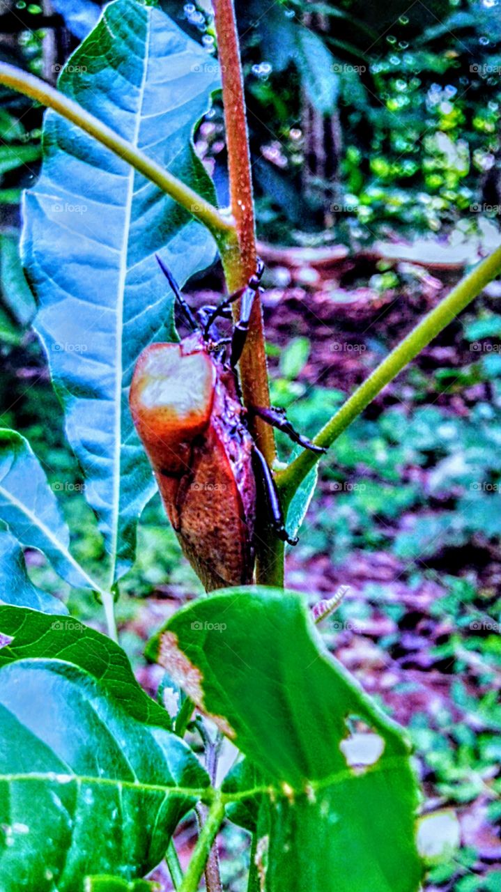 these insects when in danger give off an odor