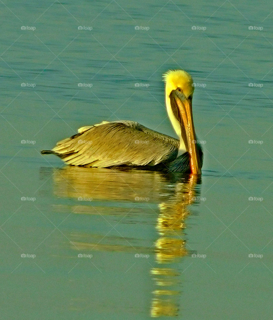 Pelican swimming on lake