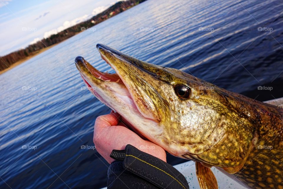 Hand holding large pike. A fisherman holding large size pike in hand before its release back to water on a lake in Finland in May evening.