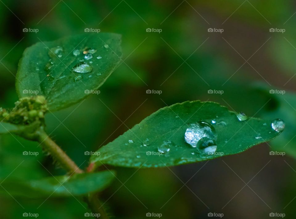 Water drops - leaf