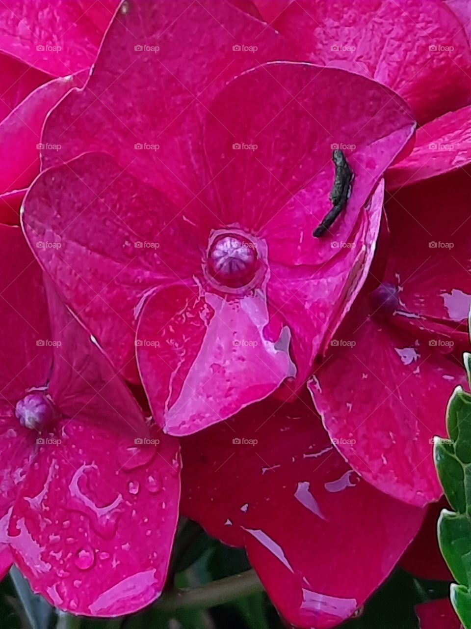 closeup of magenta hydrangea on a rainy day