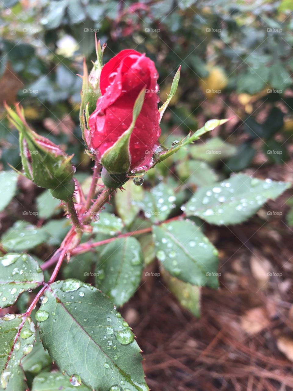 Bursting into Spring!