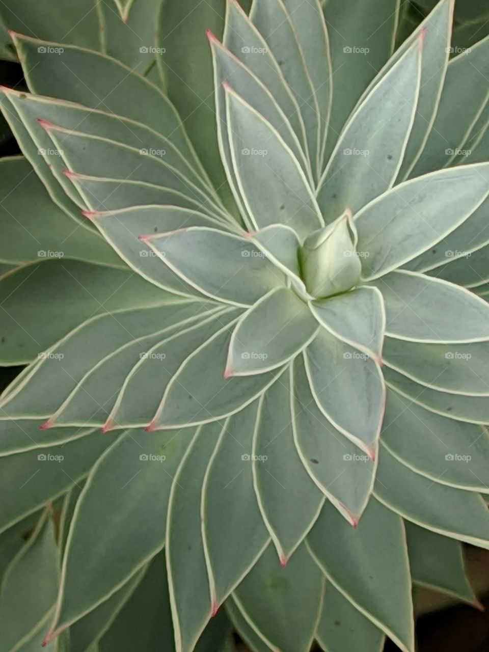 spiral leaves