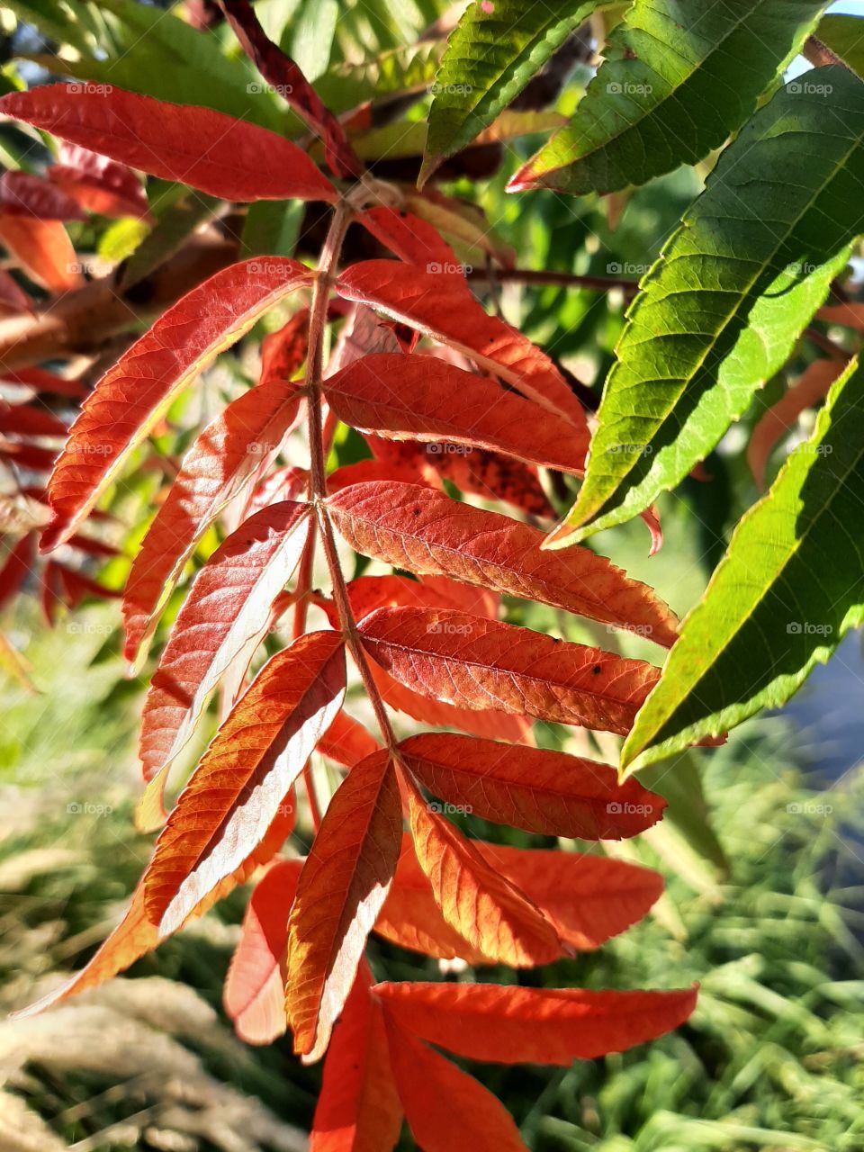 red leaf of sumac in sunray