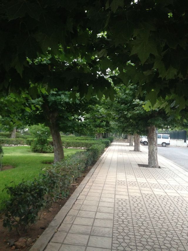 Between Green trees