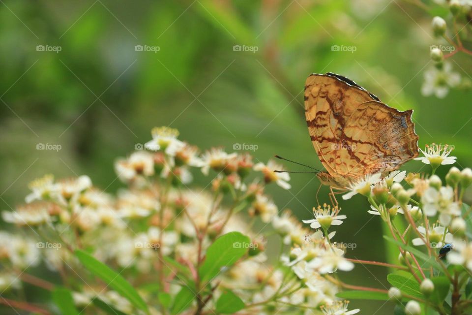 Beautiful and cute butterfly