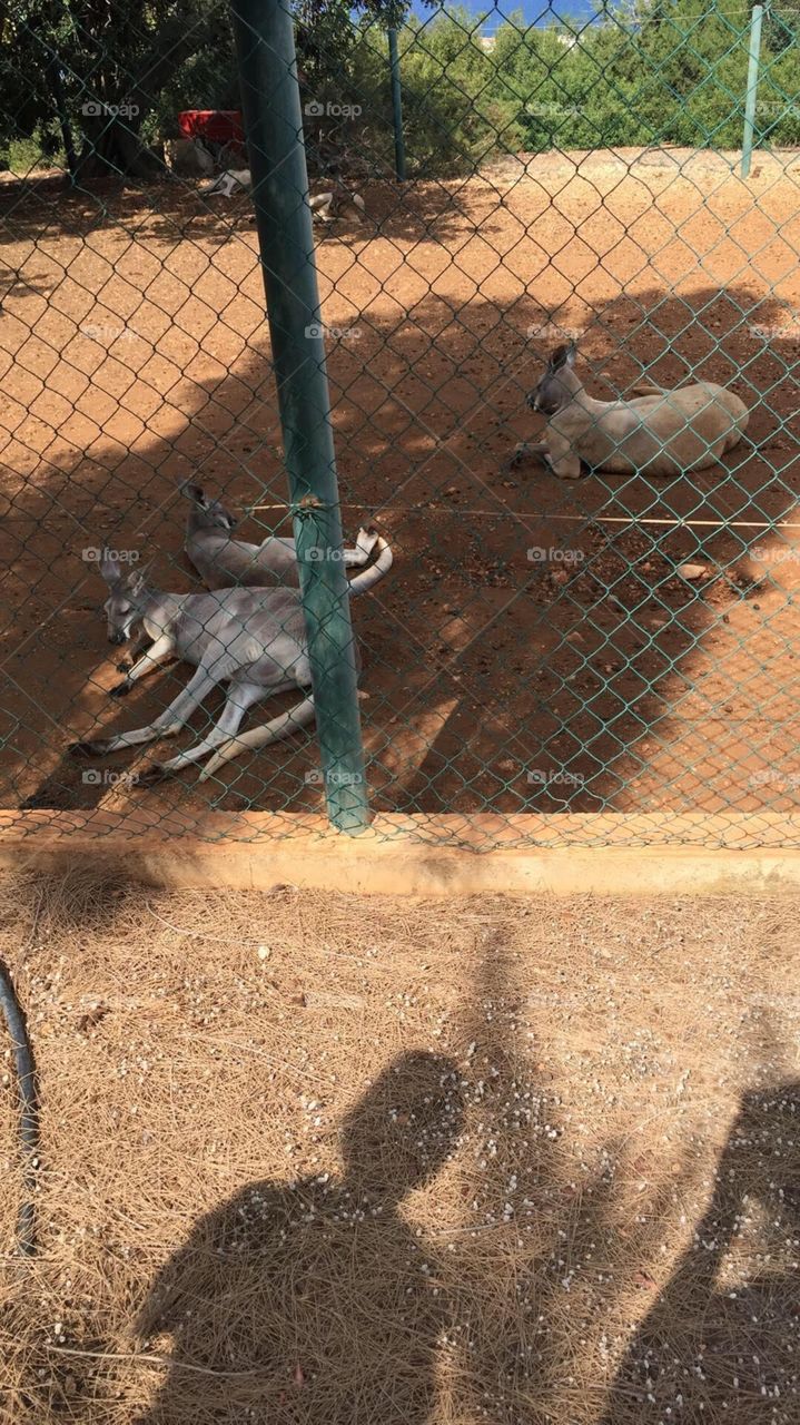 zoo park in paphos cyprus kangaroo