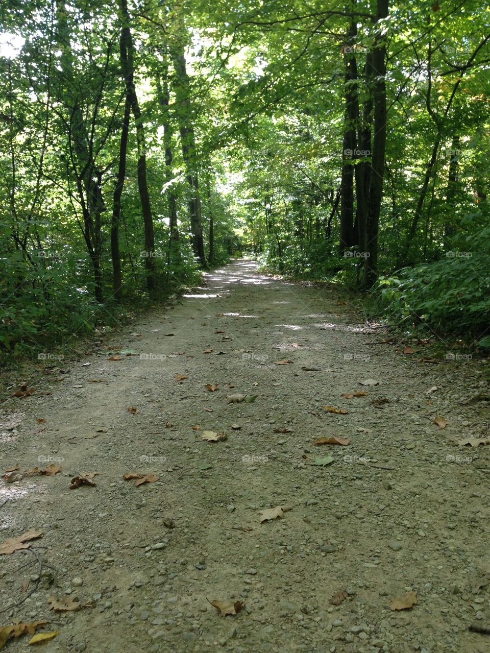 Wooded path