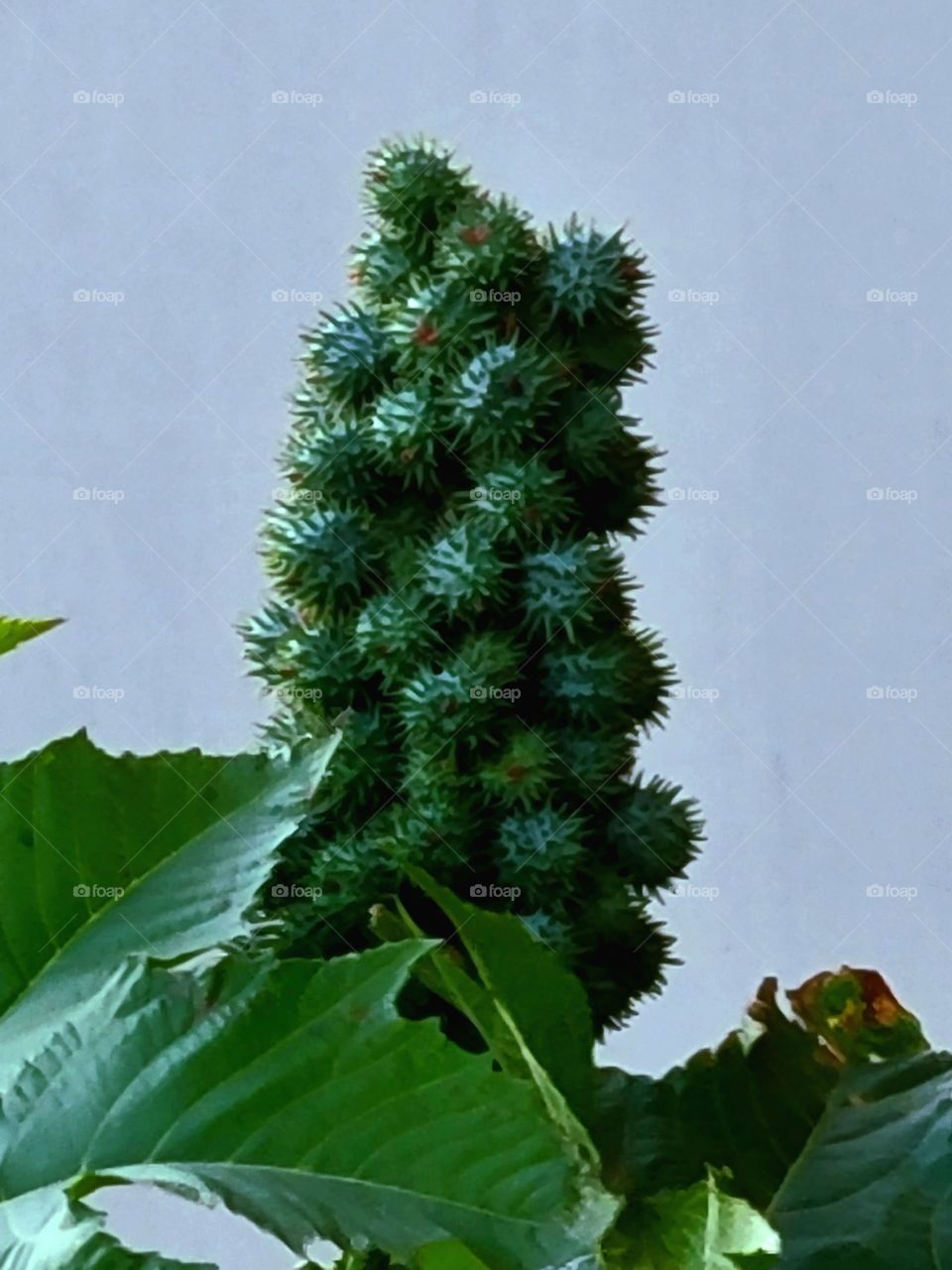 Ricinus Communis Zanzibariens (Castor Bean plant )