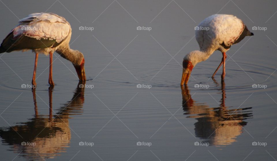 yellow-billed storks feeding