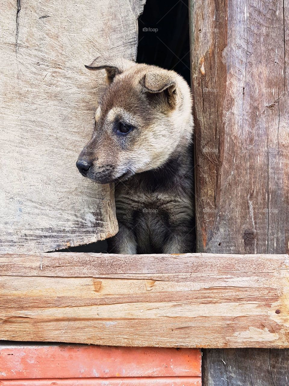 Small puppy looking from a crevice of his owner's house on the mountains of northen vietnam as we passed by.