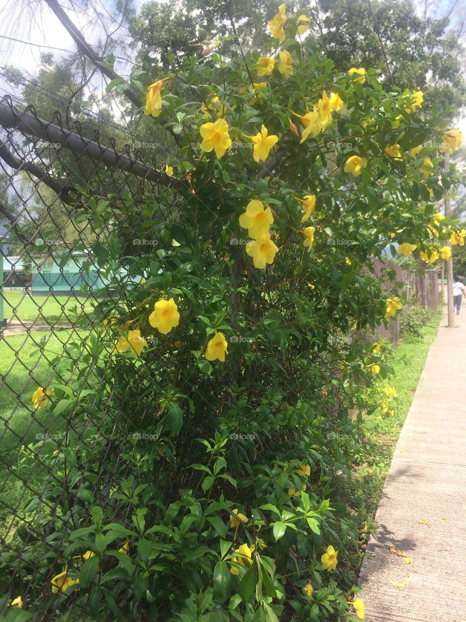 Yellow Blossoms Through A Fence