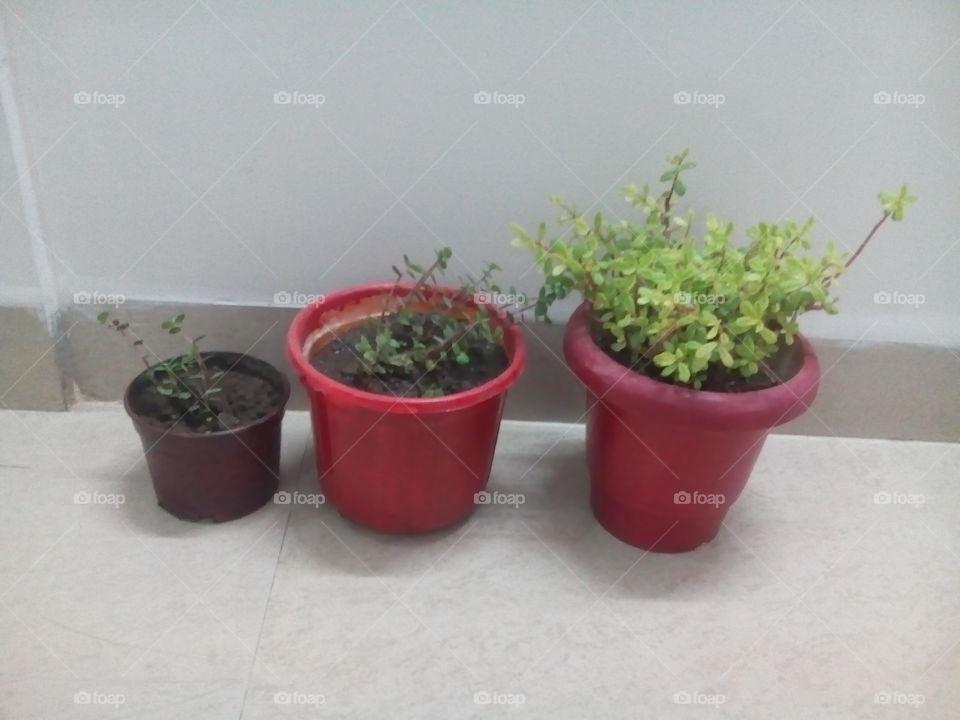 plants decoration in house