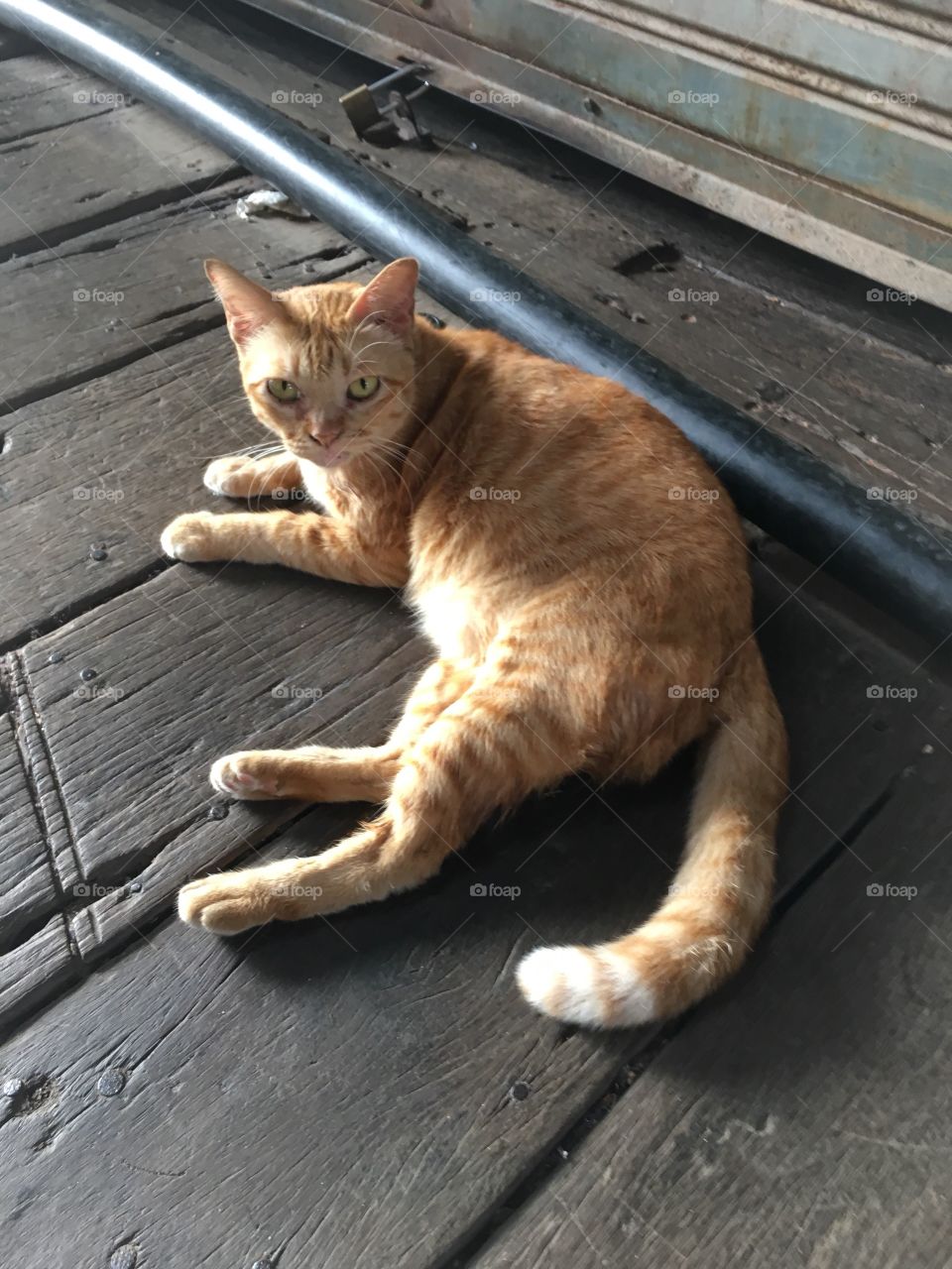 A cat in the oldtown 