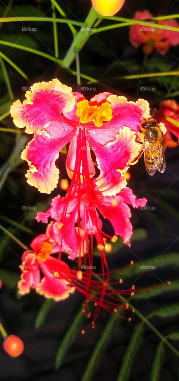 Pink flower with bee