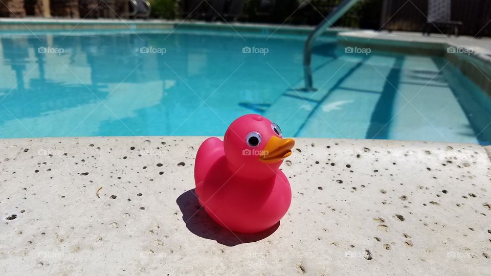 Pink rubber duck at the pool