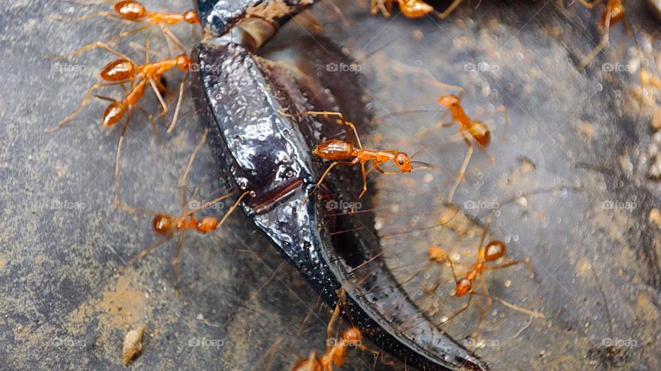 ants eating a scorpion leg