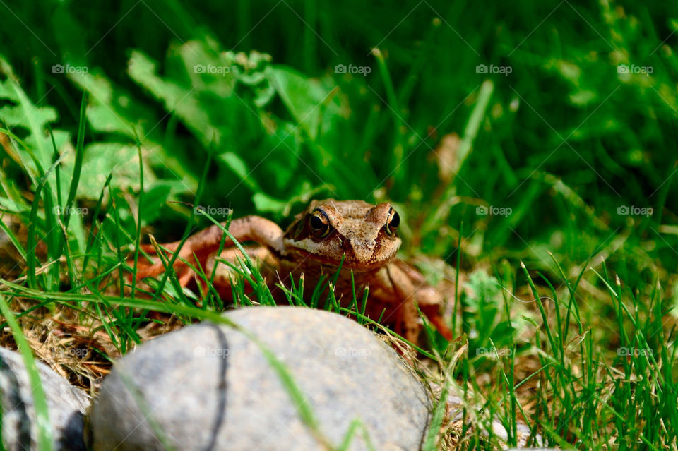 frog by razornuku
