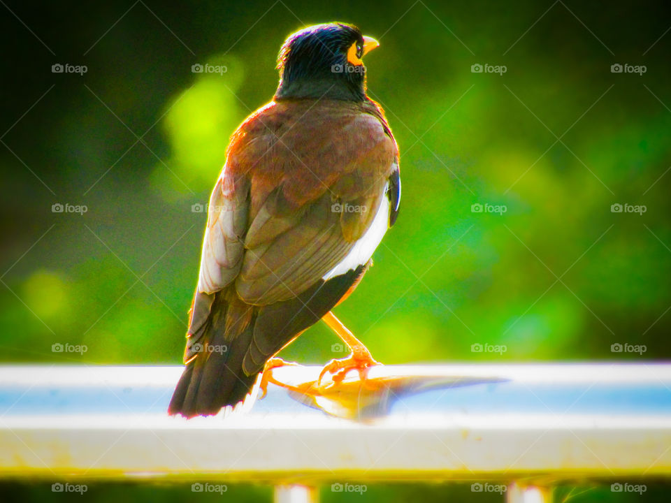 The common myna or Indian myna (Acridotheres tristis), sometimes spelled mynah, is a member of the family Sturnidae (starlings and mynas) native to Asia.