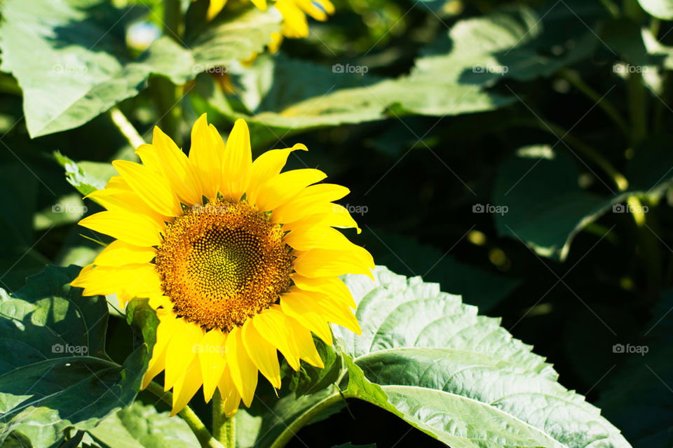 sunflower closeup